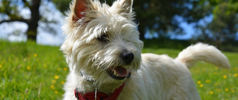 cairn terrier